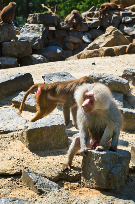 Zoo-Emmen-10.jpg