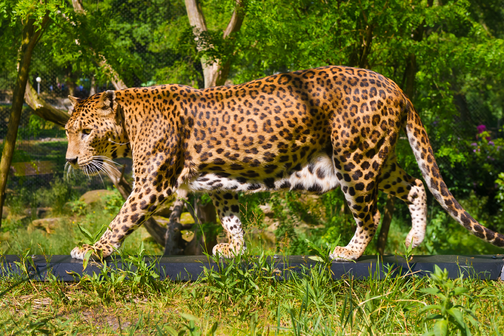 Zoo-Emmen-11.jpg