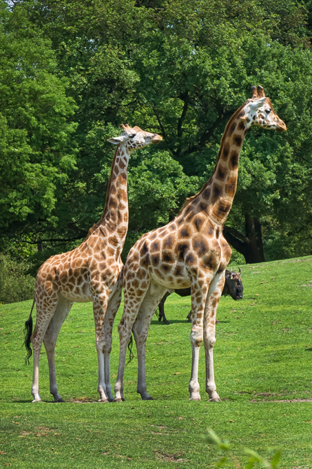 Zoo-Emmen-3.jpg