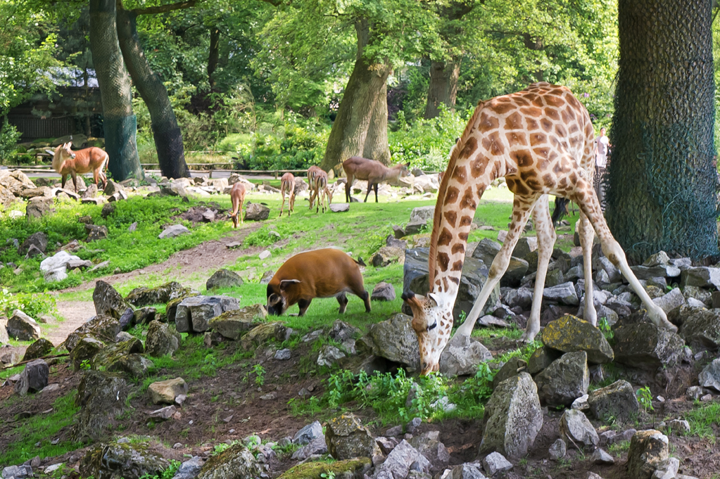 Zoo-Emmen-7.jpg