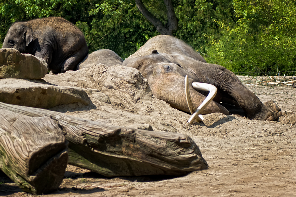 Zoo-Emmen-8.jpg