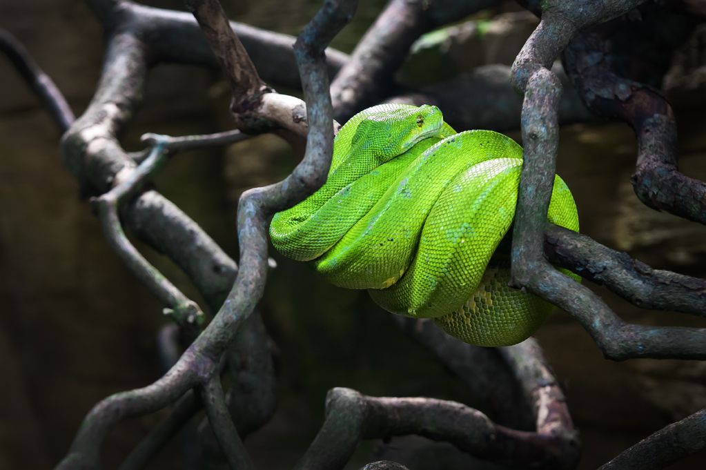 Zoo-Emmen-9.jpg